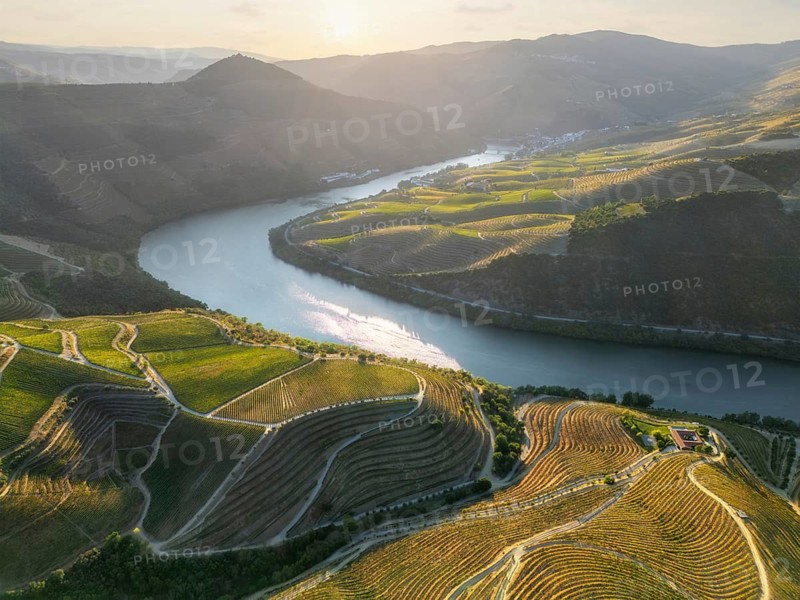 Aerial hillside view of terraced vineyards descending to the Douro River in Portugal's Douro Valley during warm sunset light