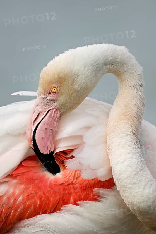 Pink flamingo (Phoenicopterus roseus), preening its plumage, Camargue Regional Nature Park, southern France