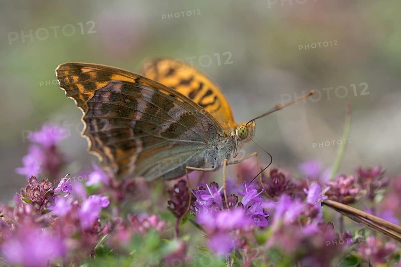 Argynnis Paphia, Kaisermantel, Silver-Washed Fritillary, Butterfly, Insects, Butterfly, Butterflies, Butterflies
