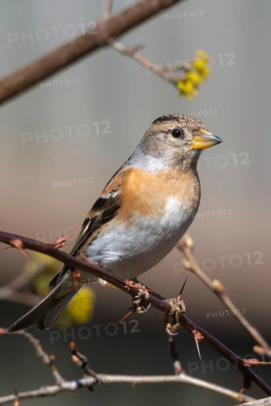 Mountain finch, brambling, fringilla montifringilla, birds, high size, portrait format, passeri, songbirds, birds