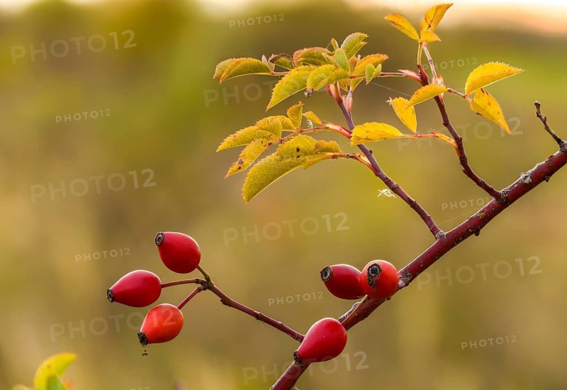Dog rose, pink canina, rosaceae, rose family, autumn, flora, dogrose, autumn, plants, plants