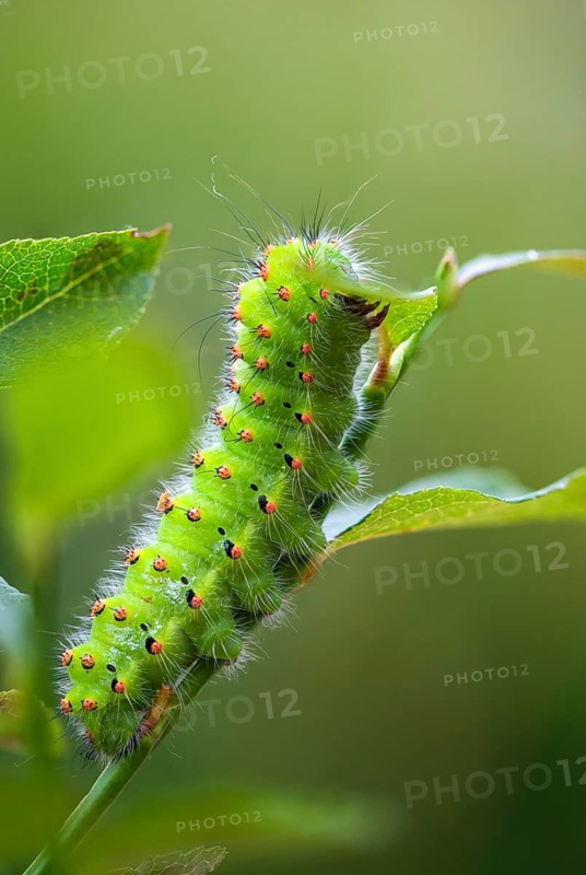 Emperor Moth, Little Peacock Eye, Saturnia Pavonia, Butterfly, High Size, Portrait, Inchworm, Insects, Moths, Moths, Moth, Caterpillar, Butterfly