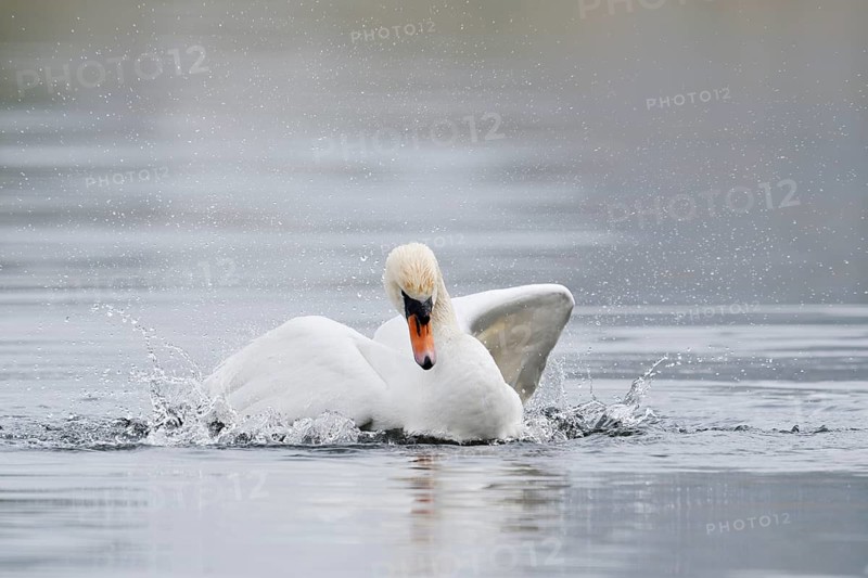 Mute swan (Cygnus olor), bathing, North Rhine-Westphalia, Germany