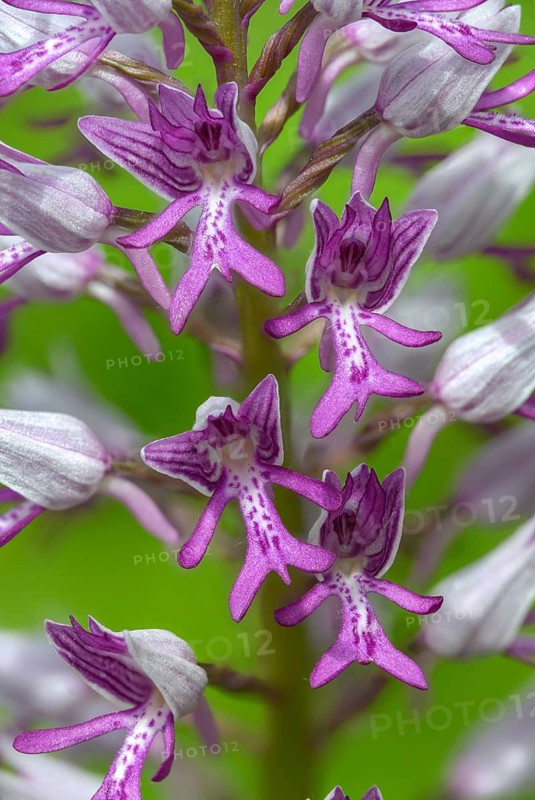 Helmet herb, orchidaceae, orchids, orchids, orchis militaris, flora, high size, portrait, military orchid, plants, plants