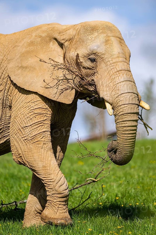 African bush elephant (Loxodonta africana) on a meadow, captive, distribution Afrika