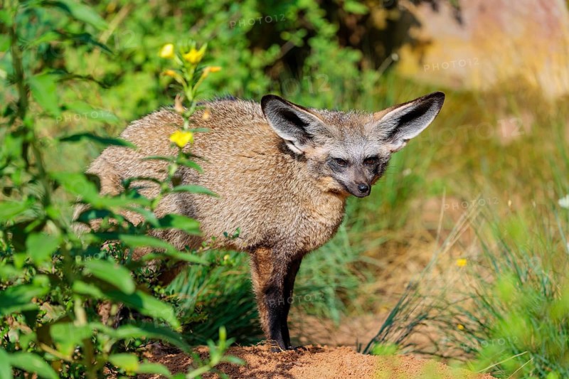 A Bat-eared fox (Otocyon megalotis) stands among tall green vegetation on a sunny day. Sudan, Ethiopia, Somalia, Uganda, Kenya, Tanzania, Angola, Namibia, Botswana, South Africa, Mozambique, Zimbabwe