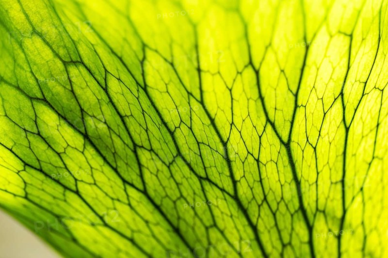 Close-up of a bright green leaf with eye-catching structure and visible veins, Chelsea Physic Garden, historic botanical garden, oldest botanical garden in London, founded in 1673 by the Worshipful Society of Apothecaries, Chelsea, England, Great Britain