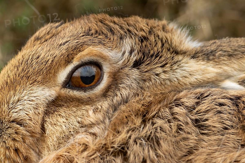 European brown hare (Lepus europaeus) adult animal head portrait, England, United Kingdom