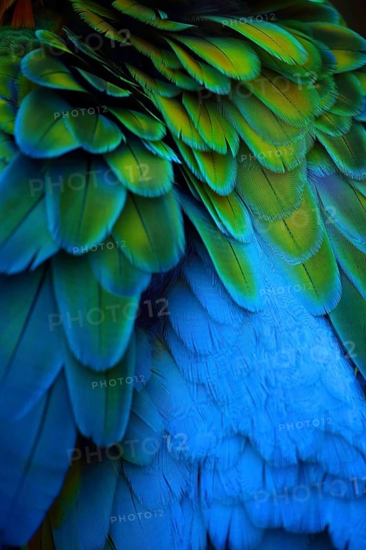 Close-up of colourful parrot feathers in shades of blue, green and yellow, Yellow-breasted Macaw (Ara ararauna), blue-green feathers, plumage, Florida, USA