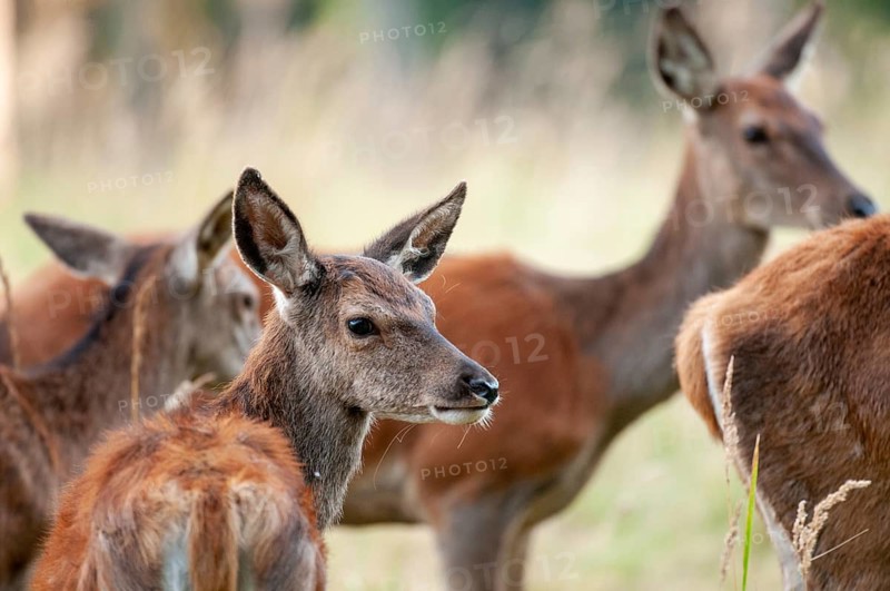 Artiodactyla, Cervus Elaphus, even-toed ungulate, cloven-hoofed, red deer, red deer, deer, calf, mammals, mammals