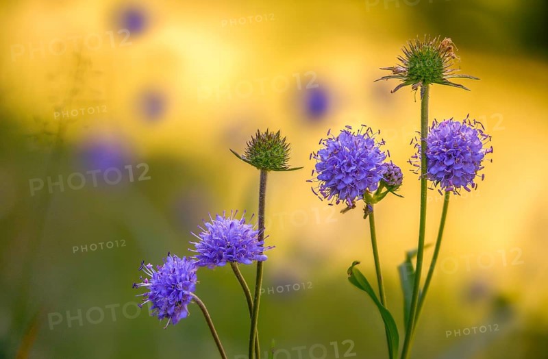Devil's-bit, Devil's-bit scabious, dipsacaceae, common devil bite, cardenaceae, scabiosa succisa, succisa pratensis, devil bite, flora, plants, plants