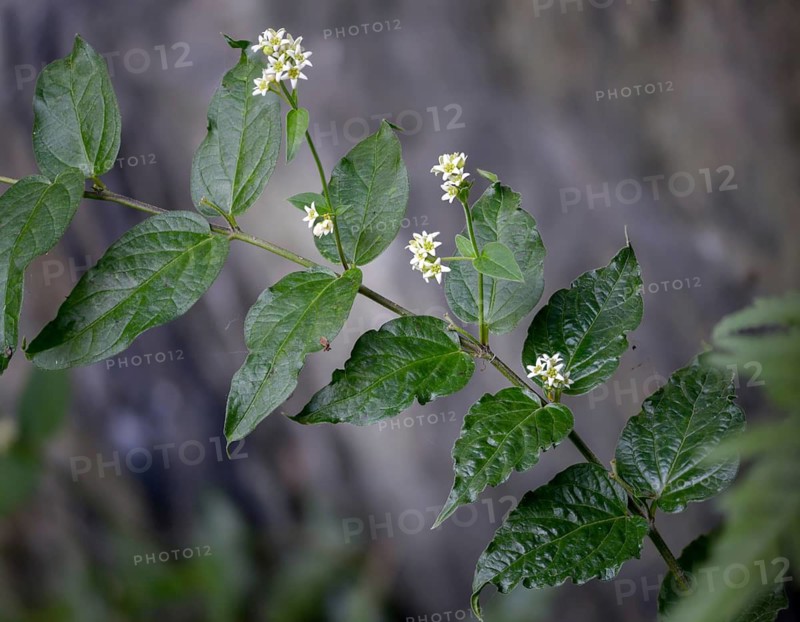 Asclepiadoideae, swallowwort, milkweed, vincetoxicum hirundinaria, white swallowwort, flora, plants, plants, white swallow word
