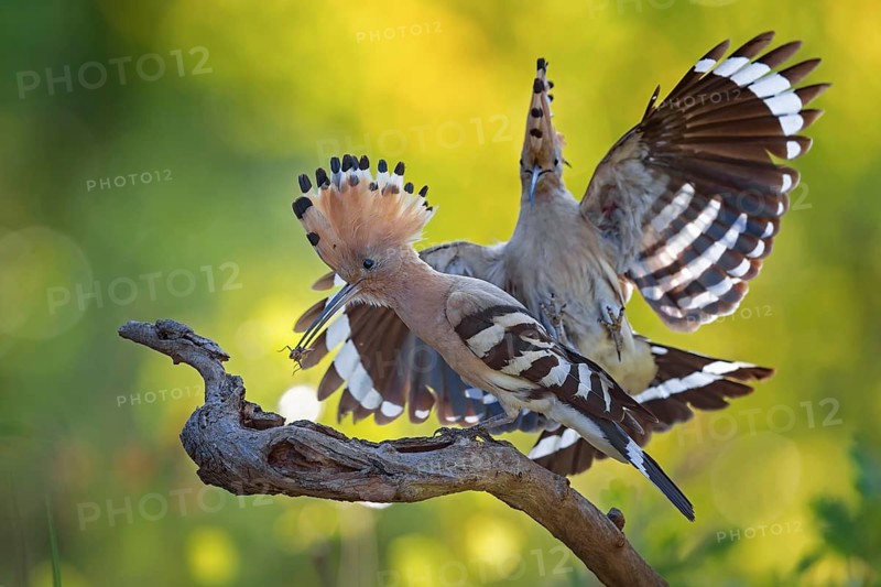Hoopoe (Upupa epops) – Bird of the Year 2022, Male bringing food to the female, courtship gift, prey, foraging, interaction, pair, pair formation, mating, raised crest, sunrise, interaction, feeding, climate change, Middle Elbe Biosphere Reserve, Saxony-Anhalt, Germany