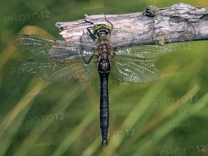 Cordulia aenea, downy emerald, common emerald dragonfly, anisoptera, damselflies, dragonflies, insects, leo, dragonflies, male, odonata