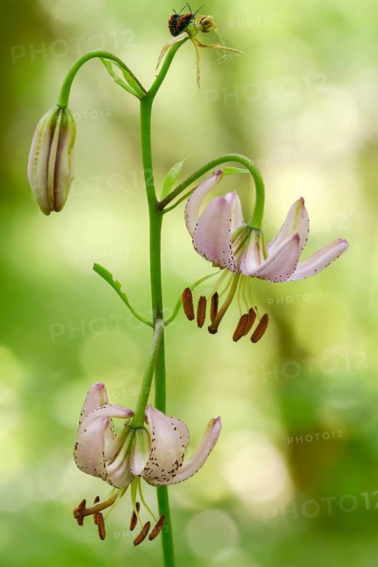 Liliaceae, Lily Family, Lilium Martagon, Turk's Cap Lily, Turkish League Lily, Flora, High Size, Portrait Format, Martagon Lily, Plants, Plants