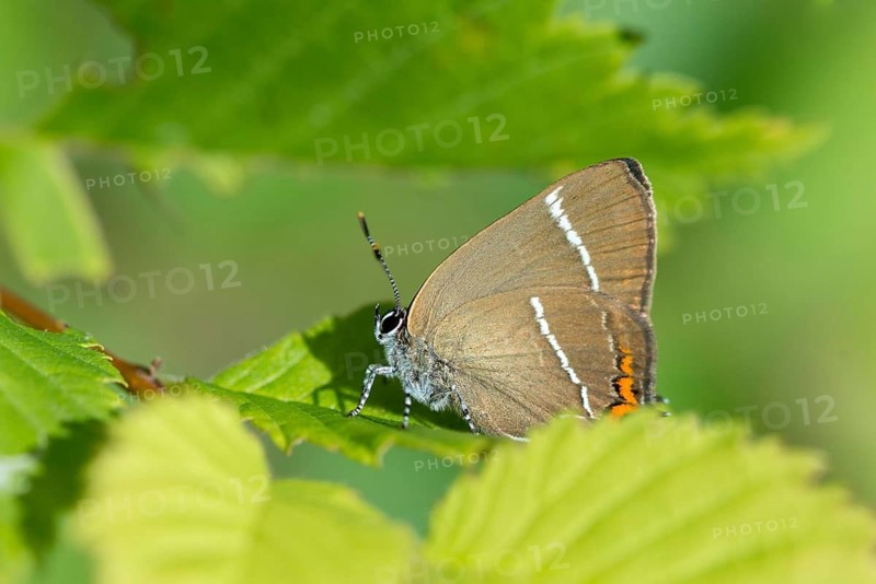 Satyrium W album, Strymonidia W album, elms, butterfly, insects, butterfly, butterflies, white letter hairstreak