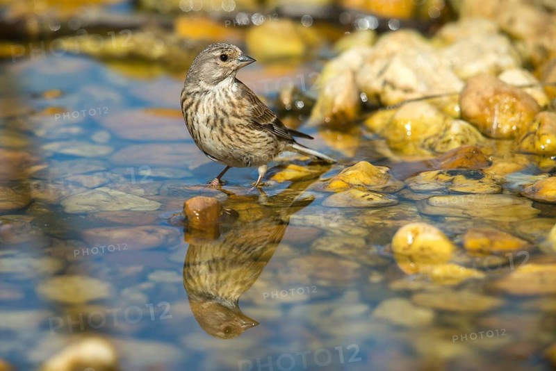 Acanthis cannabina, bloodtail, linaria cannabina, linnet, bath, bird bath, birds, female, hanfling, mirror, passeri, songbirds, songbirds, reflection, drinking, birdbath, birds, watering place, female