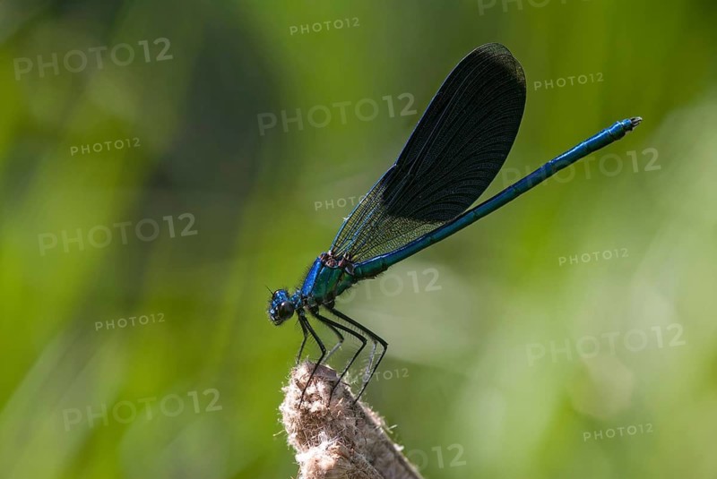 Banded demoiselle, calopteryx splendens, banded dragonfly, magnificent dragonfly, Bulgaria, damselflies, dragonflies, insects, leo, dragonflies, male, odonata, zygoptera