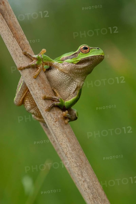 Eastern tree frog, hyla orientalis, tree frog, amphibians, amphibians, Bulgaria, frog, frog, high size, portrait format, amphibians, eastern tree frog