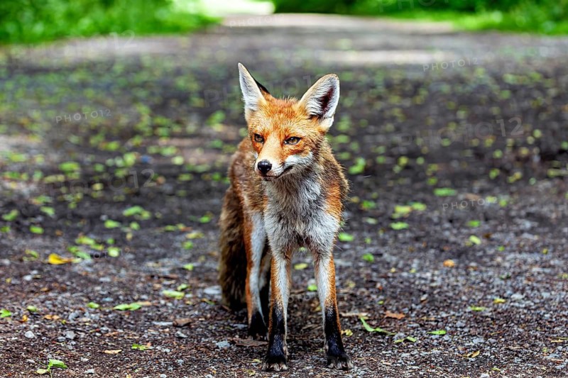 A fox is standing on a gravel path and looking straight into the camera. A red fox in the Hainich near Mühlhausen, Thuringia, Germany (Vulpes vulpes)