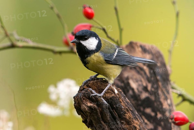 Great tit, great tit, parus major, birds, tits, passeri, songbirds, songbirds, tits, birds