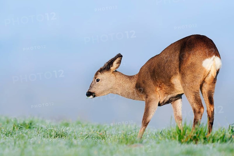European roe deer (Capreolus capreolus), doe standing in a meadow and eating, Lower Saxony, Germany