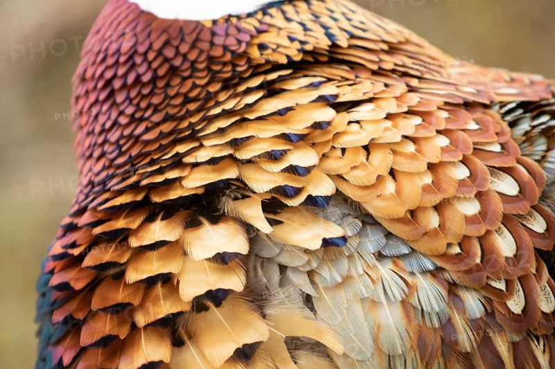 Common pheasant (Phasianus colchicus) male game bird close up of its feathers, England, United Kingdom