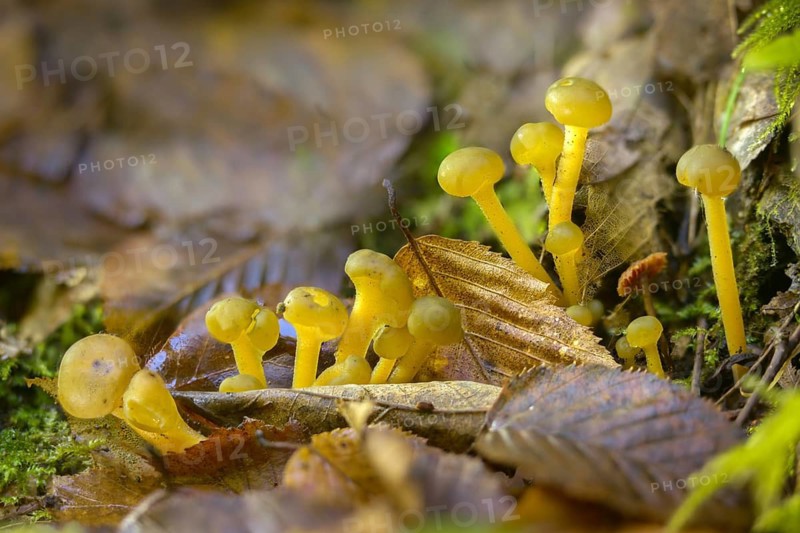 Gallat cap, gelatinous cap, common gelatinous cap, green yellow gelatinous cap, leotia gelatinosa, leotia lubrica, slippery cap mushroom, fungus, jelly baby, mushrooms