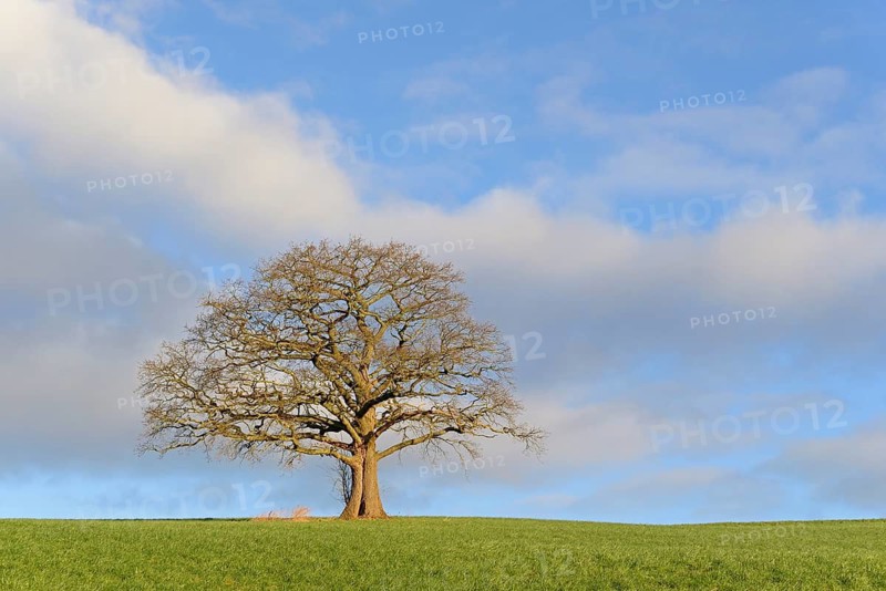 Oak (Quercus), a bare, gnarled solitary tree in the morning light, a blue, cloudy sky, North Rhine-Westphalia, Germany