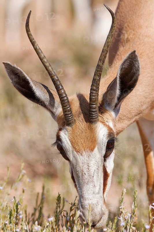 Springbok (Antidorcas marsupialis), adult female, feeding on flowers and leaves, animal portrait, close-up of the head, Kgalagadi Transfrontier Park, Northern Cape, South Africa