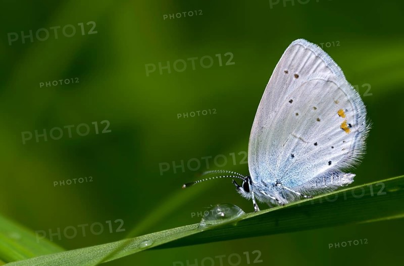 Cupid argiades, short-tailed blue, butterfly, insects, butterflies, short-tailed blue, butterflies, tailed cupid