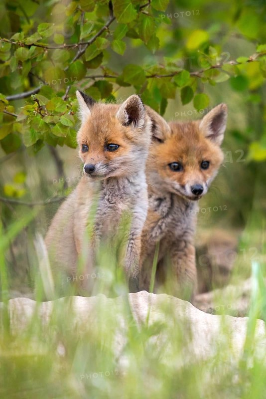 Carnivora, predators, red fox, vulpes vulpes, fox, adolescent, high size, portrait, juvenile, mammals, raptors, mammals, mammals, puppies