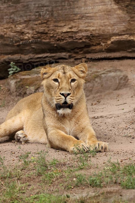 A lion lies relaxed on the ground in front of a rock in its natural habitat, Asiatic Lion (Panthera leo persica) lying down, in captivity, habitat in India