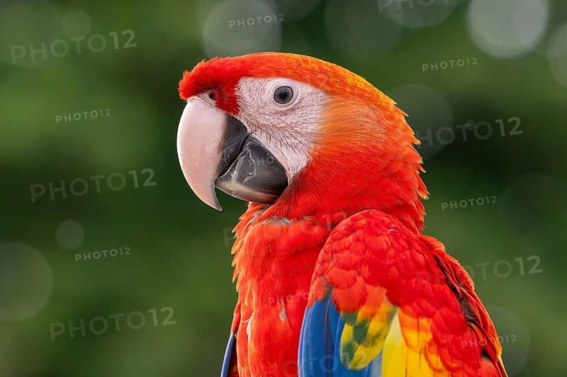 Scarlet Macaw (Ara macao), Jomtien, Thailand