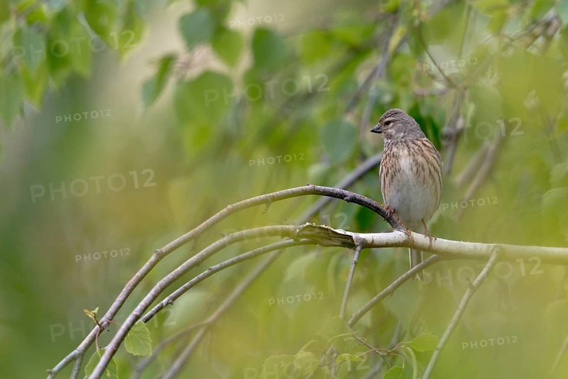 Acanthis cannabina, bloodbird, linaria cannabina, linnet, birds, female, hanfling, passeri, songbirds, birds, female