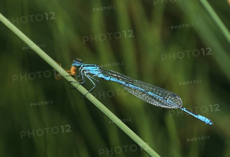 Azure damselfly, coenagrion puella, common coenagrion, horseshoe azuremaid, horseshoe azurmaid, prey, capture, damselflies, dragonflies, ingestion, insects, leo, dragonflies, male, food intake, odonata, zygoptera