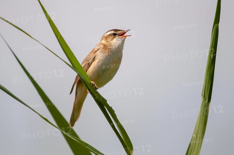 Acrocephalus Schoenobaenus, Sedge Warbler, Birds, Song, Passeri, Singing, Songbirds, Birds, Warbler