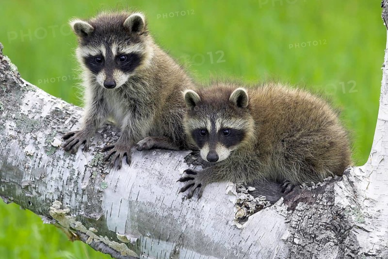 Raccoon (Procyon lotor), Minnesota, USA. Two alert-looking raccoons are sitting side by side on a branch