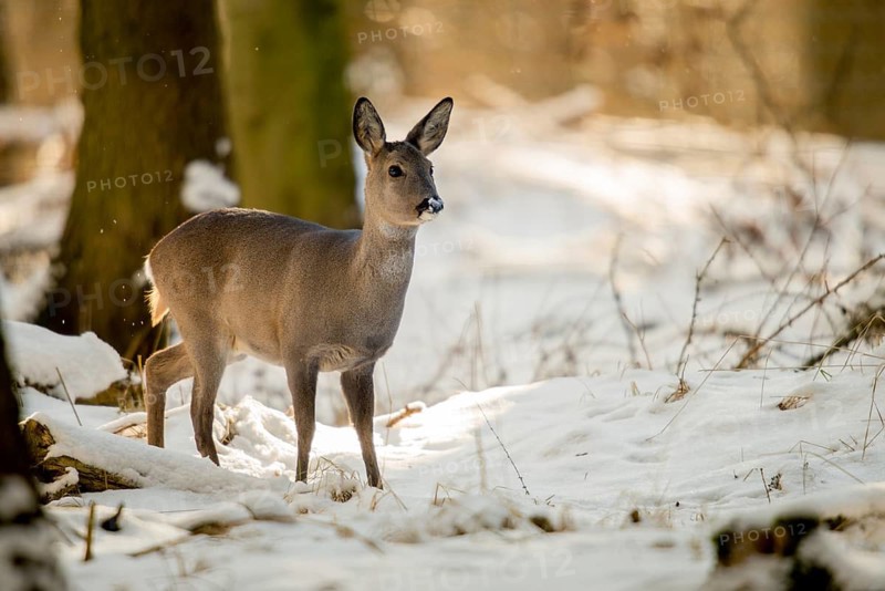 Artiodactyla, Capreolus capreolus, even-toed ungulate, cloven-hoofed, roe deer, mammals, snow, mammals, winter