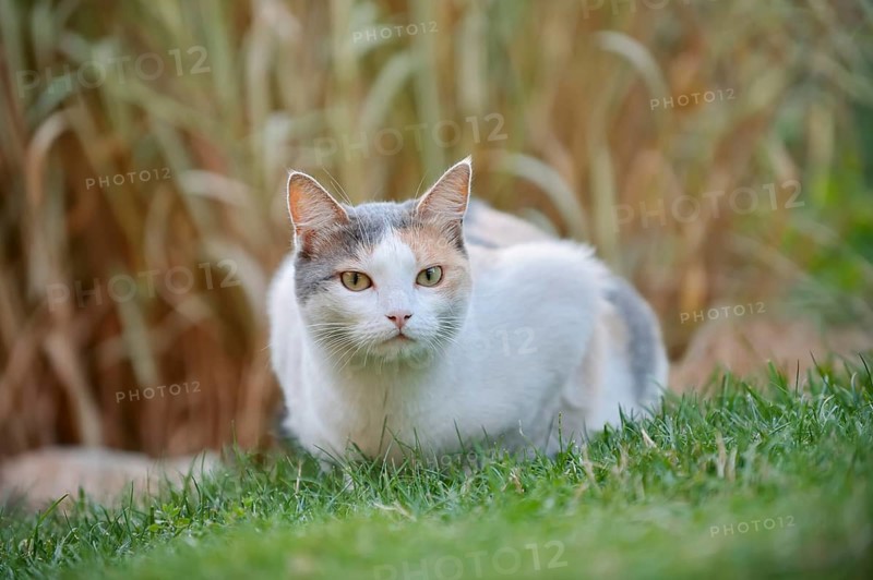 Domestic cat, tortoiseshell cat lying in a meadow, North Rhine-Westphalia, Germany