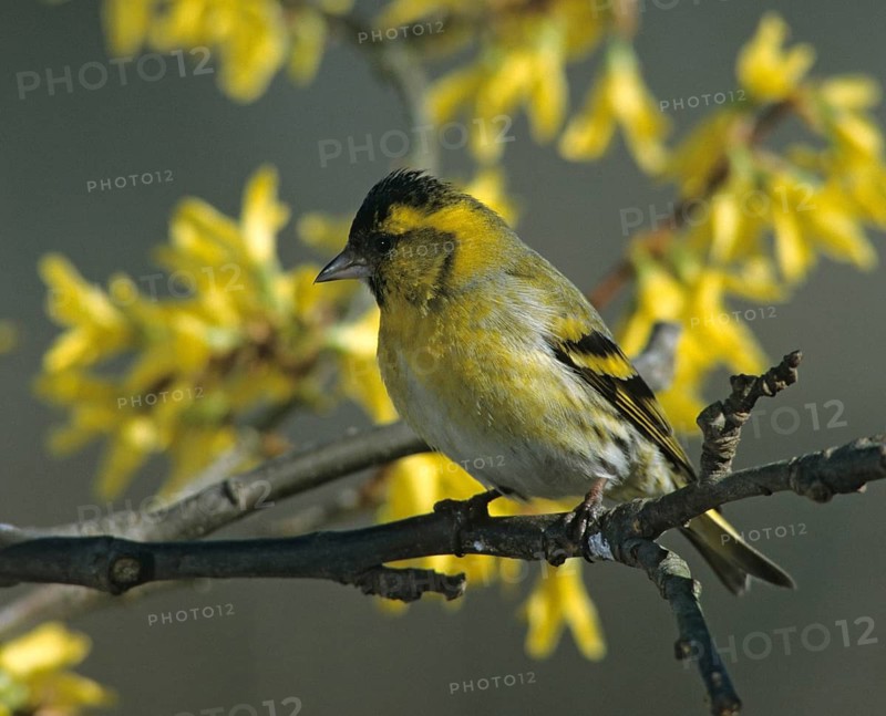 Carduelis spinus, siskin, spinus spinus, siskin, birds, spring, garden, male, passeri, songbirds, song birds, jump, birds