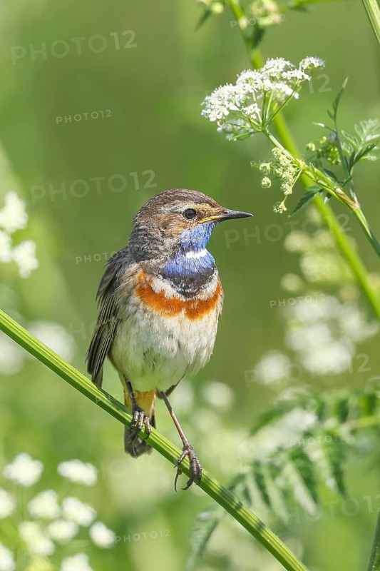 White-starred bluethroat (Luscinia svecica cyanecula), male, sitting in meadow chervil (Anthriscus sylvestris), songbird, wildlife, Ochsenmoor, upright, nature photography, Dümmer See nature park Park, Hüde, Lower Saxony, Germany