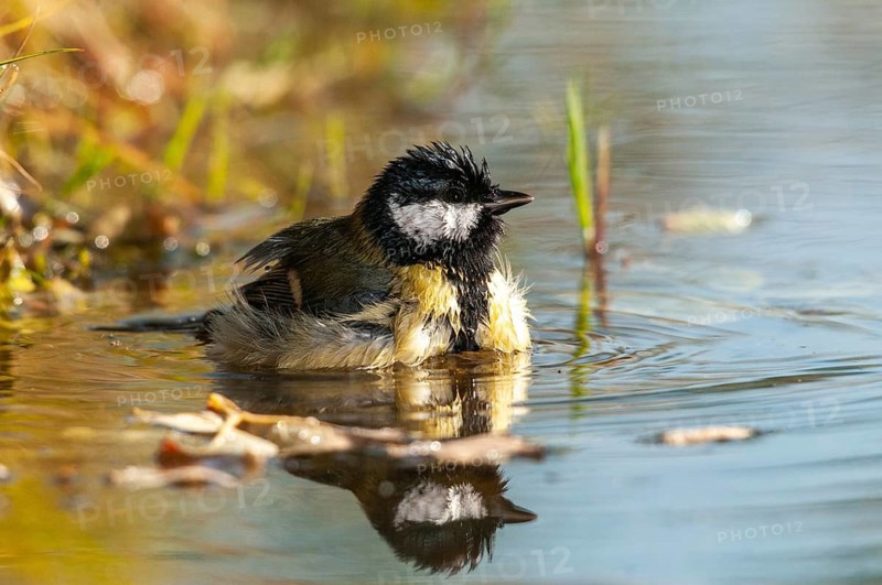 Great tit, great tit, parus major, bath, bird bath, birds, tit, passeri, songbirds, songbirds, tits, potions, birdbath, birds, watering place