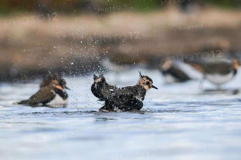 Lapwing, Vanellus Vanellus, Bath, Bathe, Birds, Charadriiformes, Limikolen, Plover, Potion, Birds, Wader, Watering Place, Waders