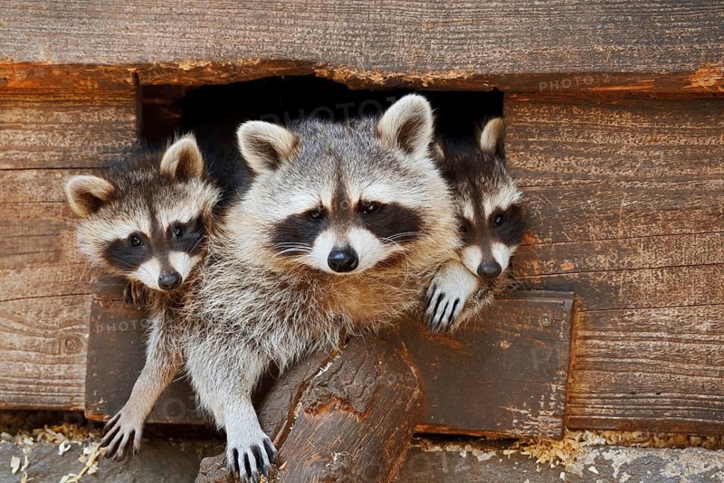 Raccoon (Procyon lotor) : a female and her young peering out of the opening of a shed, Hesse, Germany, an introduced species in Europe