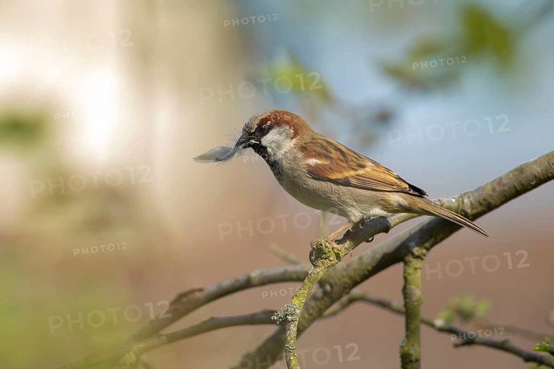 House sparrow (Passer domesticus) adult male bird carrying a feather in its beak for nest material in spring, Suffolk, England, United Kingdom