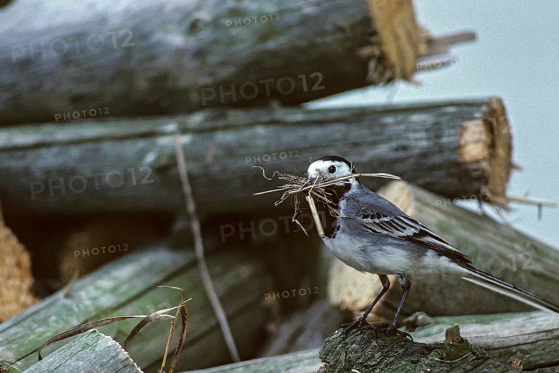 Wagtail, Motacilla Alba, White Wagtail, Birds, Leo, Nest Building, Passeri, Songbirds, Birds