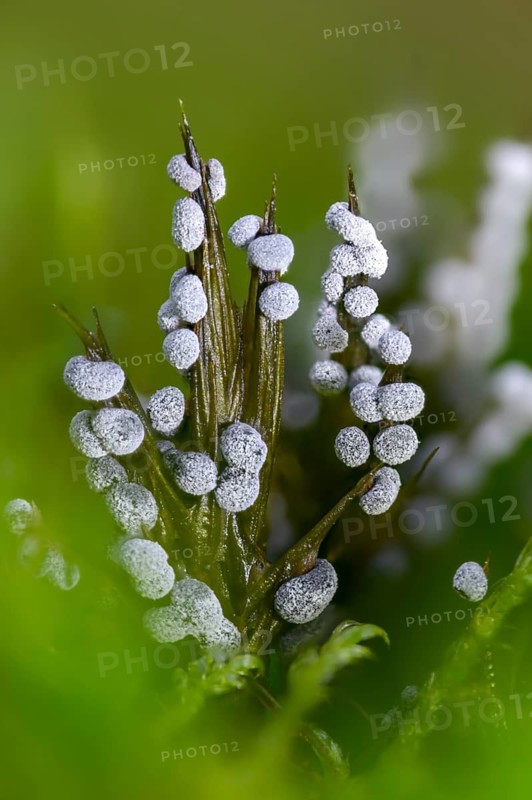 Didymium melanospermum, grey fur dust, grey ball slime mold, hemispherical crust mushroom, slime molds, slime mold, white-grey thread ball, high size, portrait format