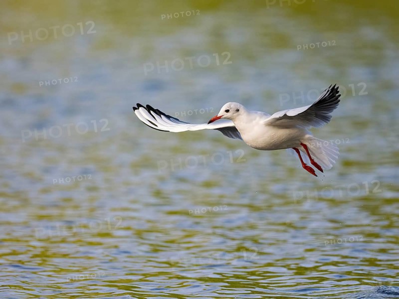 A black-headed gull in flight, Ümminger See, Bochum, Ruhrpott, North Rhine-Westphalia, Germany