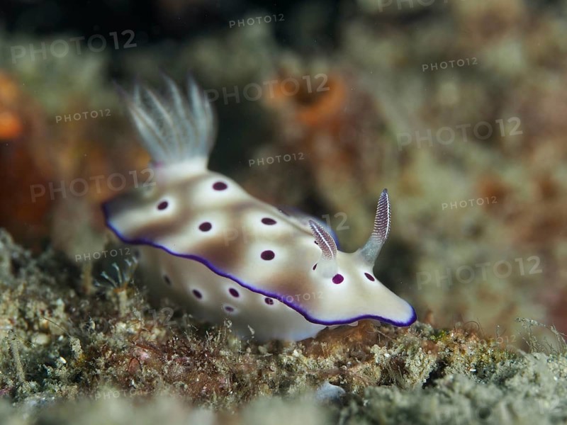 A white nudibranch with purple spots and edges, the splendid star snail (Hypselodoris tryoni), on a sandy seabed, at the Gondol Reef dive site, Gondol, Bali, Indonesia